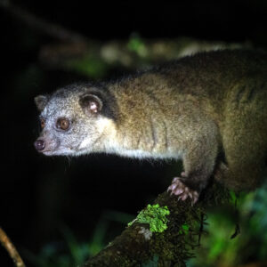 FOTO OLINGUITO